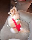 Joybies Festive Christmas Piddle Pants(tm) for X Small Male Dog (Measuring 11-13 Along back from base of collar to tail)