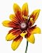 Orange and Yellow Gloriosa Daisy - 24