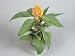 Close-Up of a Cockscomb Plant Growing in a Pot (Celosia Cristata) Photographic Poster Print by G. Cigolini, 12x16