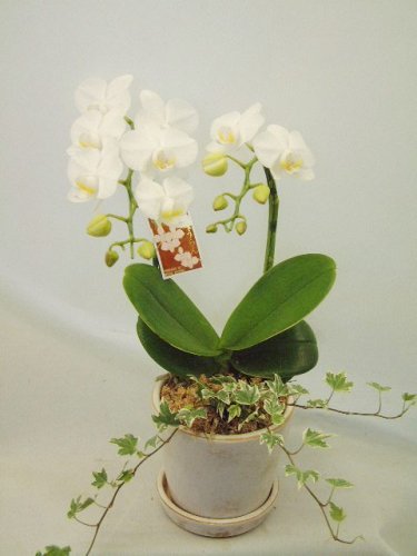 《第一花壇》　アマビリス　アイビー寄せ植え