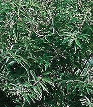 Lemon Verbena Plant