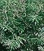 Lemon Verbena Plant - Perennial Herb - Aloysia - 3" Pot