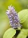 Anise Hyssop Photographic Poster Print, 30x40