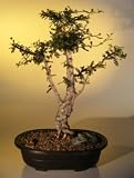 Bonsai Boy's Jabily Bonsai Tree<br><i>(operculicarya decaryi)</i>