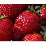 Fragissimo Strawberry 20 Seeds - Pink Flower/Red Fruit