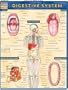 Digestive System, Laminated Guide