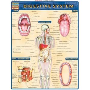 Digestive System, Laminated Guide by BarCharts