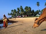 Woman and Cow on Beach, Anjuna Flea Market, Anjuna, India Photographic Poster Print by Peter Ptschelinzew, 48x64