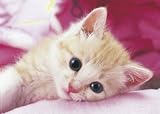 ������ƃp�Y���̒B�l 216�s�[�X �X�E�B�[�g �ɂ�� 04-521