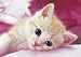 ������ƃp�Y���̒B�l 216�s�[�X �X�E�B�[�g �ɂ�� 04-521