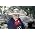 Vignette de Vicente Fernandez