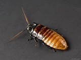 Madagascar Hissing Cockroach, Lincoln, Nebraska Photographic Poster Print by Joel Sartore, 16x12