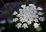 Queen Anne's Lace, 20 Bunches