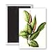 Rubber Plant, 1999 (w/c on paper) by.. - 3x2 inch Fridge Magnet - large magnetic button - Magnet