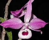 Dendrobium lituiflorum 1042