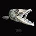 Baracuda-Knucklebone