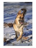 German Shepherd in Snow Photographic Poster Print by Peggy Koyle, 30x40