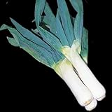 国華園 ネギ苗 下仁田葱 50本