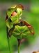 Two Pitcher Plant Flowers in a Bog Photographic Poster Print by Darlyne A. Murawski, 12x16