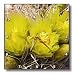 Barrel Cactus flowers.(Ferocactus acanthodes).Anza-Borrego Desert State Park, California - 10x10 Wall Clock