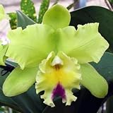 SC56 Orchid Plant Blc Three Suns 'Green Fantasy' AM/OSROC