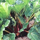 ルバーブ3号ポット 4株セット