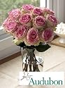 Audubon Crown Majesty Roses