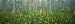 Pond, Cypress Trees, Tall Milkwort Plants, Flowers, Antioch Church Bay, North Carolina, USA Photographic Poster Print by Panoramic Images , 40x120