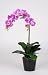 Artificial 23" Double Phalaenopsis Orchid, Lavender