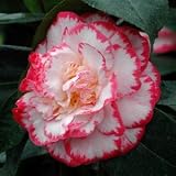 Review Longacres  / Camellia in variety 3L