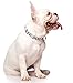 Blind Dog White Color Coded Alert Warning S-M L-XL Buckle Dog Collars (S-M Collar 10-17