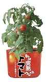 野菜栽培セット ウレウレトマト (ミニトマト)