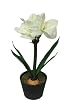 21" White Amaryllis Battery Operated LED Lighted Potted Flower Plant