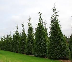 Thuja Green Giant Full Sunlight Well-Drained Low Maintenance Frame Winter Hardy - Size: 4 to 5 ft