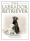 The labrador retriever