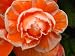 Twisted Tango Begonia Seed Pack
