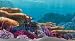 Tetra Disney Aquarium Background - Coral Reef