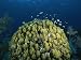 A Coral Head in Waters off of Grand Turk Island Photographic Poster Print, 24x18
