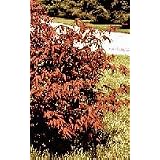 Japanese Red Maple Tree Seedling