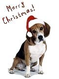 Pet Star Christmas Cards - Beagle in Santa Hat