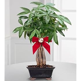 money plant tree