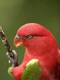 Closeup of a Chattering Lory, Singapore Art Styles Photographic Poster Print by Tim Laman, 24x32