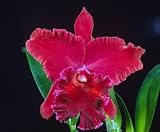 Blc Michael Crocker 