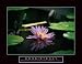 Consistency - Pond Flower, Motivational Poster