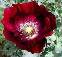 Lauren's Grape Turkish Somniferum Poppy 100 Seeds