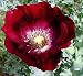 Lauren's Grape Turkish Somniferum Poppy 100 Seeds