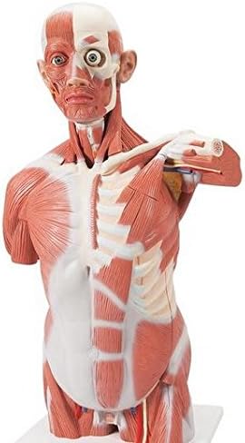 Anatomical Innovations 1341 Life Size Muscle Torso Model, 27 part