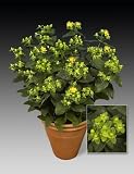 Amazon / Hirts: St. John's Wort: Baby Lion St. Johns Wort Perennial - Hypericum