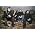 Thumbnail image of Napalm Death