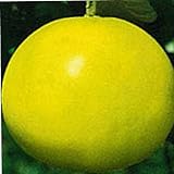 大きさ最大級! ザボン(別名・晩白柚[ばんぺいゆ]) (柑橘苗木)